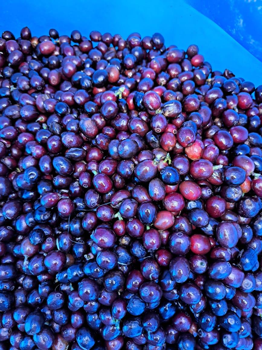 Brazil Coffee Farm